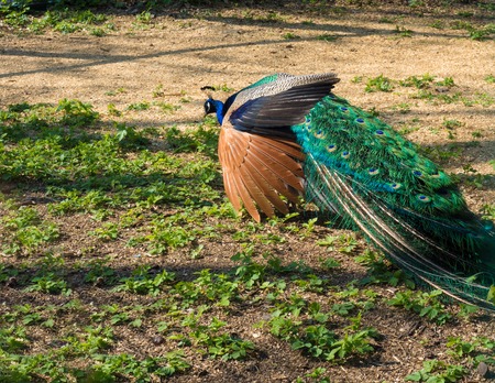 Beautiful peacock in search of food in a natural habitatの写真素材