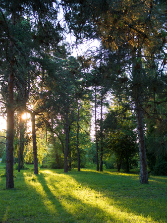 Landscape of the city park on a sunny eveningの写真素材