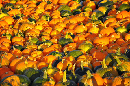 pumpkinsの写真素材