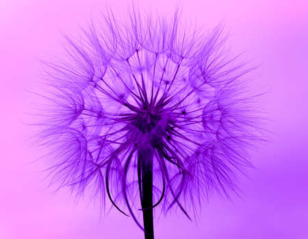 dandelion