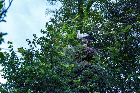 In Ukraine they say that when a stork sits down on the house of the owner, then the baby will necessarily be in the familyの写真素材