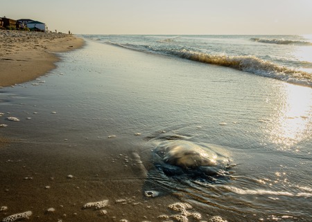 Especially in the mornings on the coast of Odessa you can see a lot of jellyfish, which flow thrown into the seaの写真素材