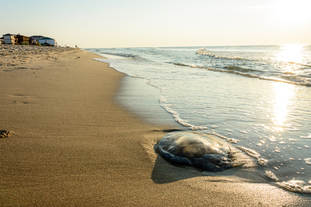 Especially in the mornings on the coast of Odessa you can see a lot of jellyfish, which flow thrown into the seaの写真素材
