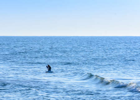 Amazing gull sprawls wings over the shores of the Black Sea and delights us with its beauty.の写真素材