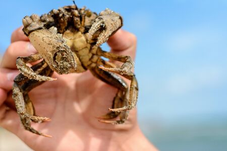 Once on a vacation on one of the Ukrainian beaches, we enjoyed the beautiful crab with our presenceの写真素材