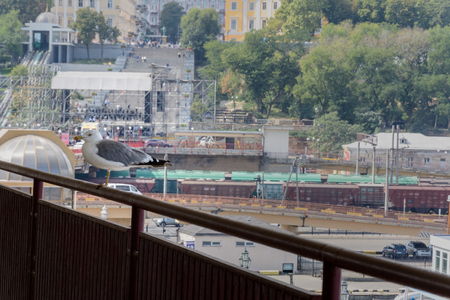 A beautiful seagull sits on the railways of the Odessa Sea Terminal. Behind this there is a magnificent Ukrainian city that attracts so many tourists.の写真素材