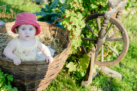 Amazing little baby is in the garden and eats red berries along the spinning wheelの写真素材