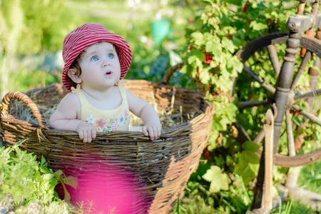 Amazing little baby is in the garden and eats red berries along the spinning wheelの写真素材