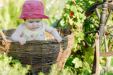 Amazing little baby is in the garden and eats red berries along the spinning wheelの写真素材