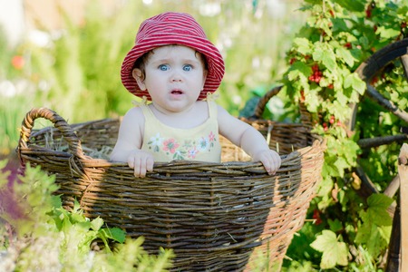 Amazing little baby is in the garden and eats red berries along the spinning wheelの写真素材