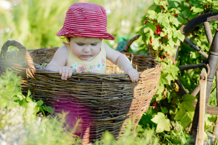 Amazing little baby is in the garden and eats red berries along the spinning wheelの写真素材
