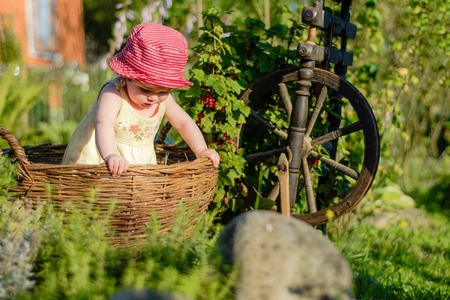 Amazing little baby is in the garden and eats red berries along the spinning wheelの写真素材