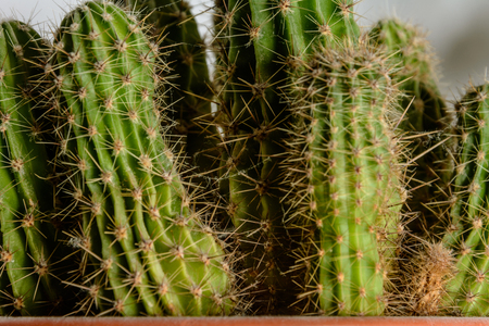 Amazing background from the bush of the green cactus in the room 2018の写真素材