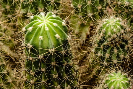 Amazing background from the bush of the green cactus in the room 2018の写真素材