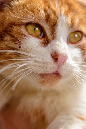 A small black mite loses the rats of cat woolの写真素材