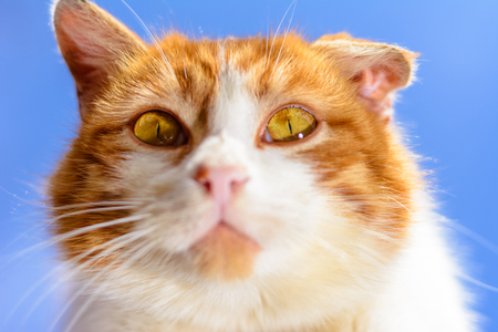 A magnificent red cat with yellow eyes close up on a blue sky backgroundの写真素材