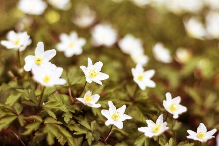 Forest wild white flower anemone on the lawnの写真素材