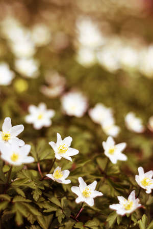 Forest wild white flower anemone on the lawnの写真素材