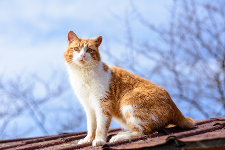 Amazing red cat hunting birds on the roof of the houseの写真素材