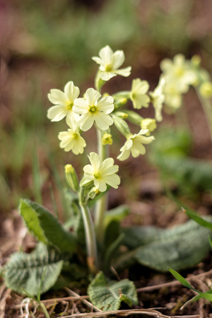 A beautiful little yellow spring wild flower is primedの写真素材