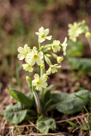 A beautiful little yellow spring wild flower is primedの写真素材