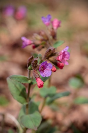The magnificent purple wild flower of the primeval grows in the spring on the lawnの写真素材