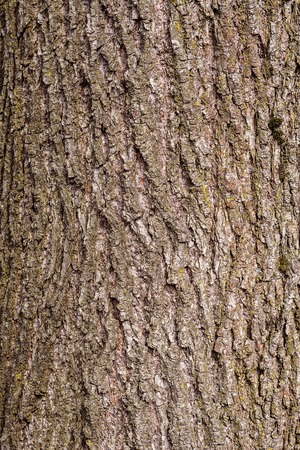 Charming texture of the bark of a lovely linden treeの写真素材