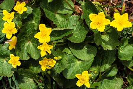 A wonderful yellow flower is a puddle that grows in swampy terrainの写真素材