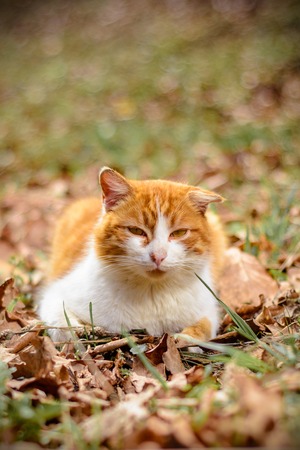 Amazing red cat rested lying in the woodsの写真素材