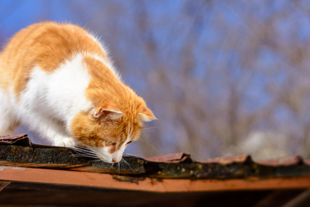 Amazing red cat hunting birds on the roof of the houseの写真素材