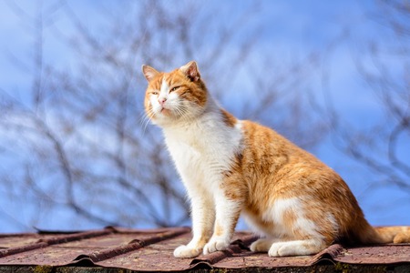 Amazing red cat hunting birds on the roof of the houseの写真素材