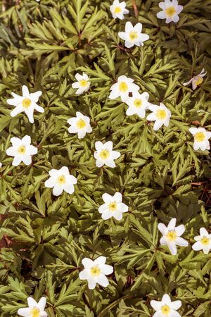 Forest wild white flower anemone on the lawnの写真素材