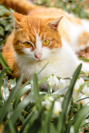 A beautiful red cat lies in the spring forest near the snow sledgesの写真素材