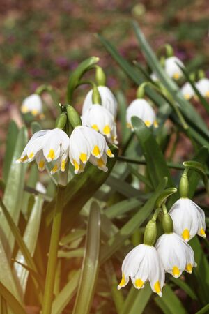 Wonderful spring white flowers are snowdrops with rays of the sunの写真素材