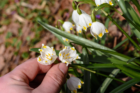 Wonderful spring white flowers are snowdrops with rays of the sunの写真素材