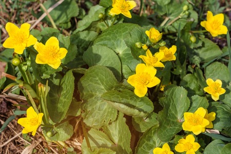 A wonderful yellow flower is a puddle that grows in swampy terrainの写真素材