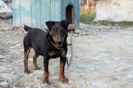 The black rottweiler stands in the courtyard tied to the chain near the booth.の写真素材