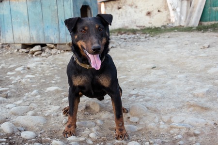 A small black Doberman sits on a chain leot by pushing the tongue 2018の写真素材