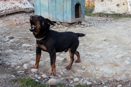 Black Doberman barking on the chain showing teeth and his anger 2018の写真素材