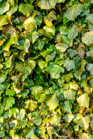 Green sweating wonderful evergreen ivy. Texture. Close-up Leafletsの写真素材