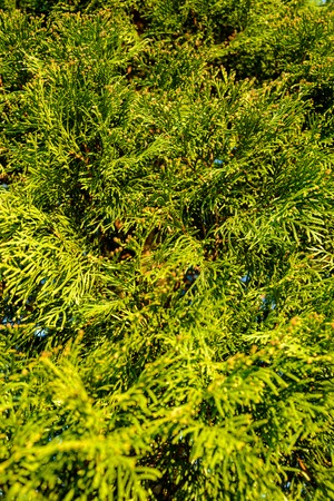 Beautiful evergreen tree thuja, suitable for scenery 2018の写真素材