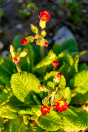 Red primrose, spring beautiful smelling flower, texture 2018の写真素材