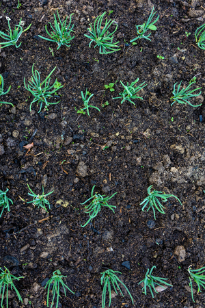 Green young onion planted in the bed and in the greenhouseの写真素材