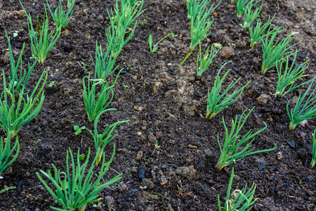 Green young onion planted in the bed and in the greenhouse 2018の写真素材