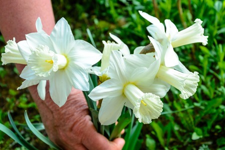 Early spring daffodil flower, attractive decorative plant 2018の写真素材
