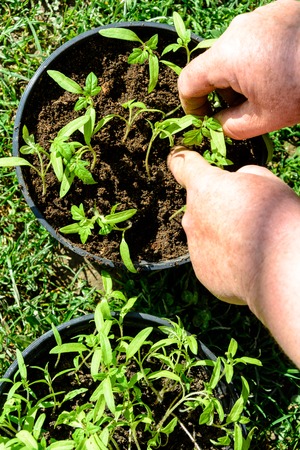 Young tomato plants in pots are ready to plant in open ground or greenhouse 2018の写真素材