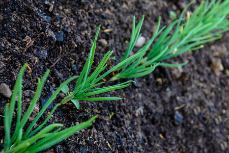 Green young onion planted in the bed and in the greenhouse 2018の写真素材
