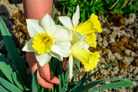 Early spring daffodil flower, attractive decorative plant 2018の写真素材