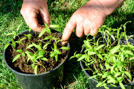 Young tomato plants in pots are ready to plant in open ground or greenhouse 2018の写真素材