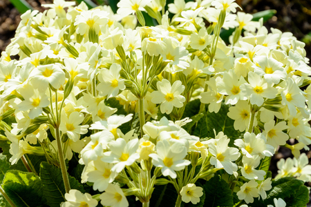 Spring flower is primed for scenery in the garden 2018の写真素材
